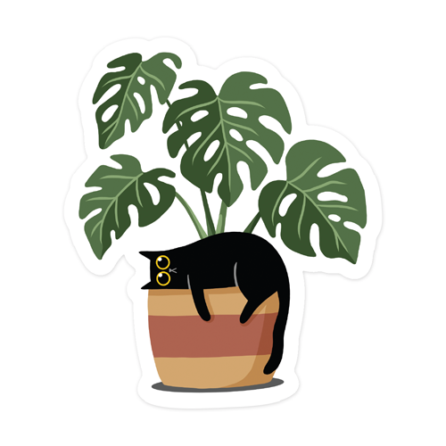 Black cat and monstera