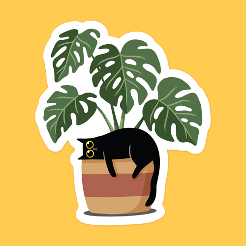 Black cat and monstera