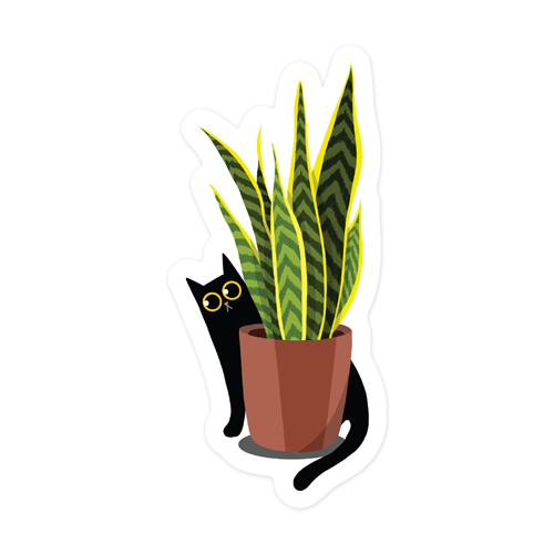 Black cat and snake plant