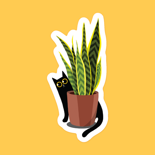 Black cat and snake plant